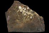 Paleocene Fossil Fruit (Palaeocarpinus) - North Dakota #96939-1
